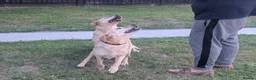 Labrador Retriever dogs for sale: Dolly&Patsy❤️ KC Reg Labs Looking for Forever Home - Advert 6