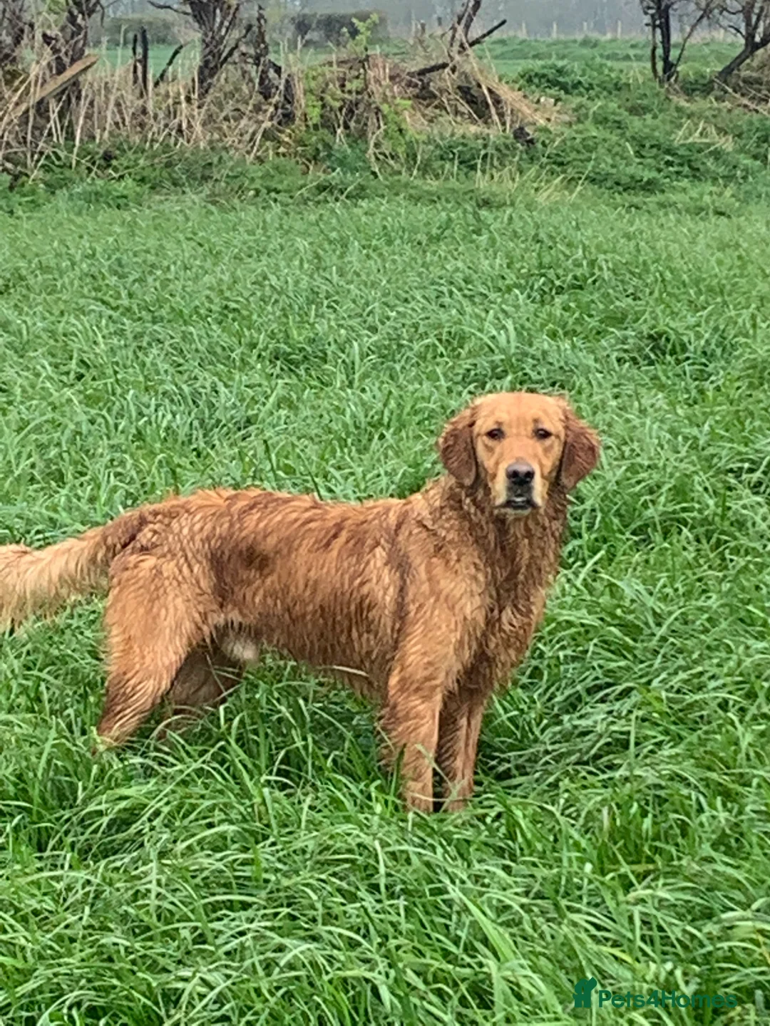 Golden Retriever dogs for stud: Angus Golden Retriever stud dog in Pickering - Advert 4