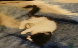 Ragdoll cats for sale: Very fluffy Ragdoll x  - Image 5