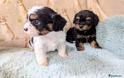 Cavapoo dogs for sale: Stunning CAVAPOO pups, DNA health tested parents - Image 8