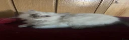 Ragdoll cats for sale: Gorgeous Tica ragdoll kittens  - Advert 38