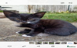 British Shorthair cats for sale: Two cute kittens for living family - Image 1