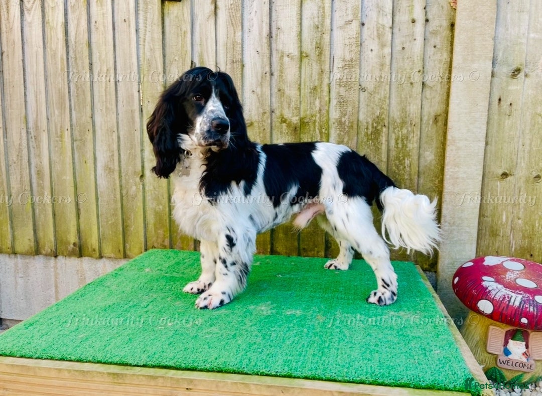Cocker Spaniel dogs for sale: KC Reg; Home Raised; Low COI; DNA CLEAR; Show Type - Image 26
