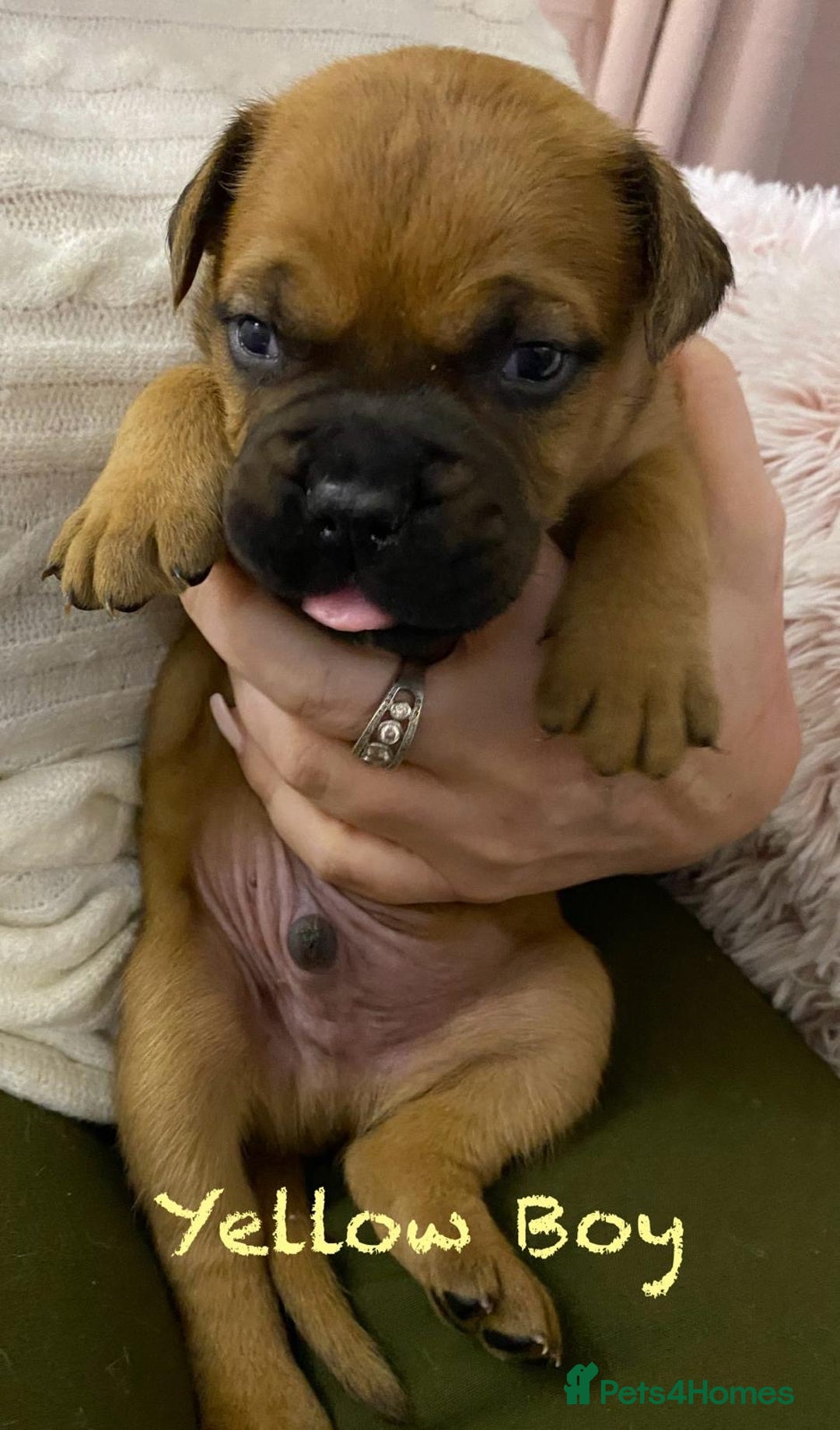 Bullmastiff dogs for sale: Beautiful litter of KC Reg bullmastiff puppies - Advert 14
