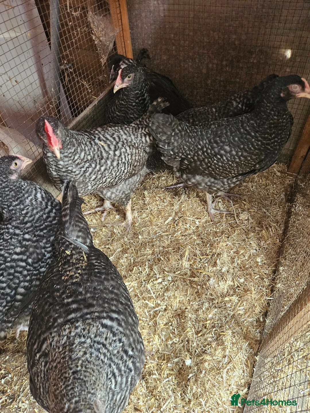 Chickens poultry for sale: Hatching  chicken eggs - Advert 2