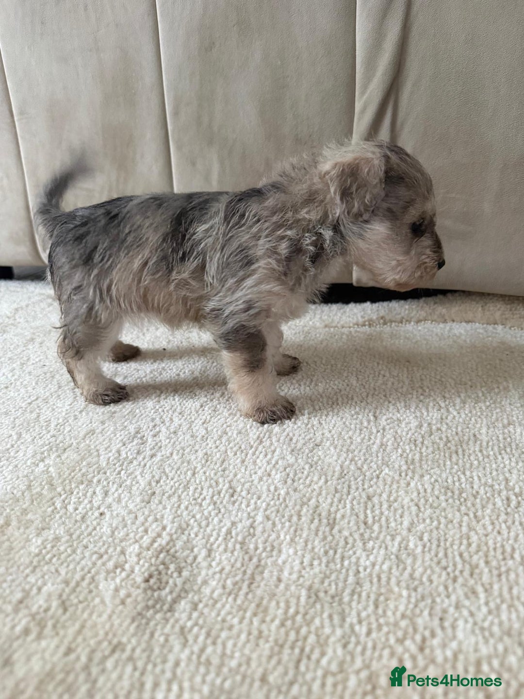 Mixed Breed dogs for sale: Schnoodle puppies for sale  - Advert 34