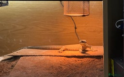 Monitor reptiles for sale: Argus monitor  - Image 3