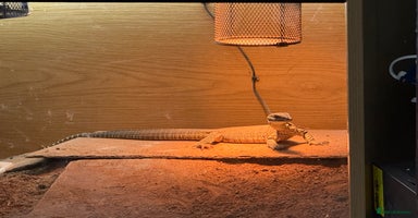 Monitor reptiles - Advert 9