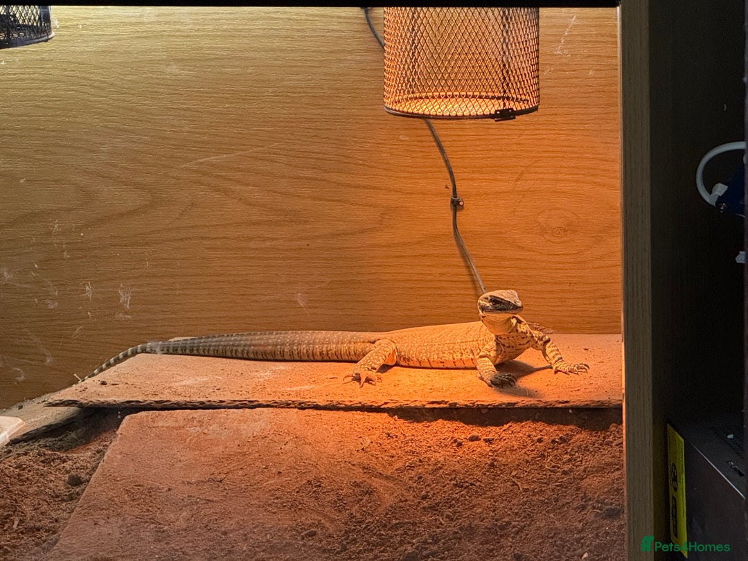 Monitor reptiles for sale: Argus monitor  - Image 3