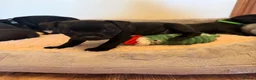 Staffordshire Bull Terrier dogs for sale: Black KC Reg/Health Tested Staffordshire Puppies. - Advert 25