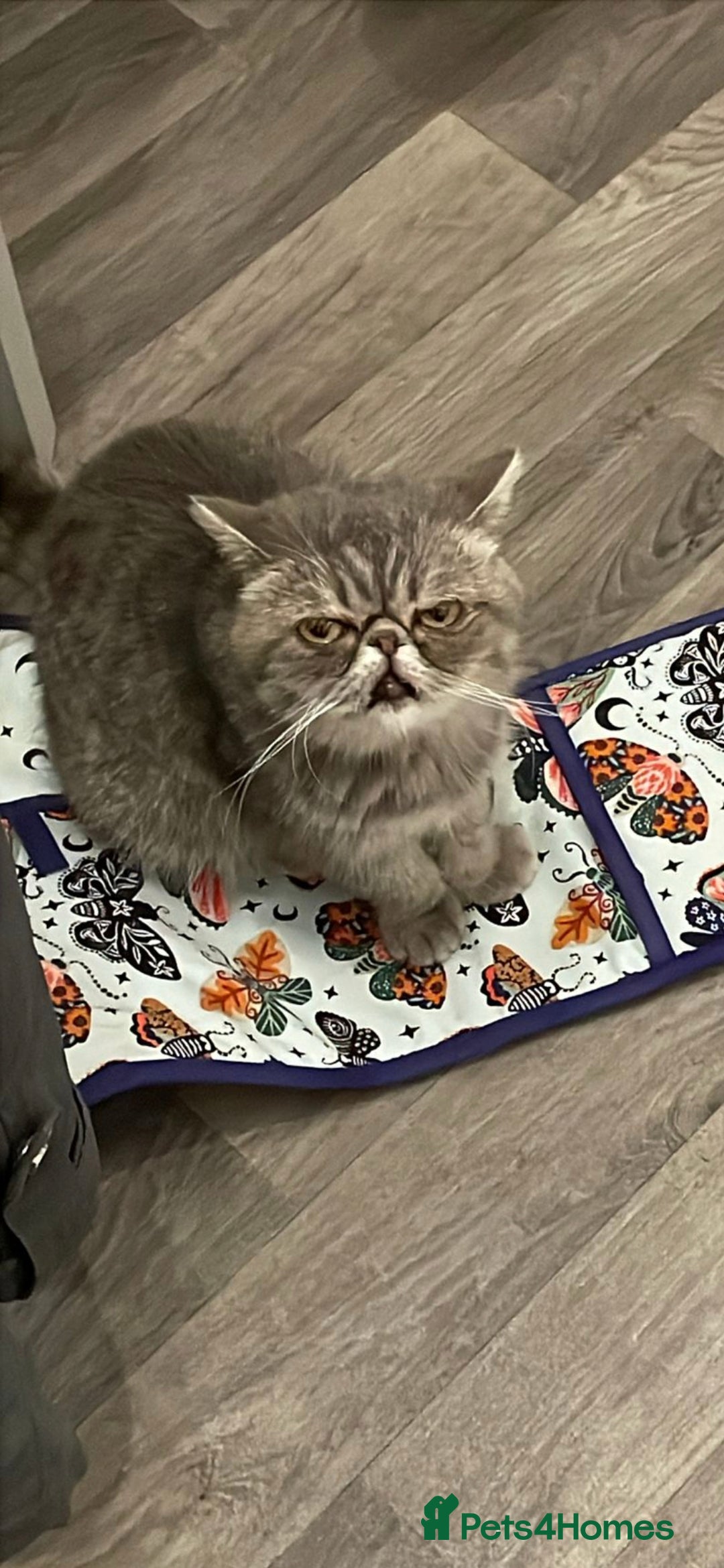 Exotic cats Exotic female 1 year - Advert 3