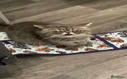 Exotic cats for sale: Exotic female 1 year - Image 1