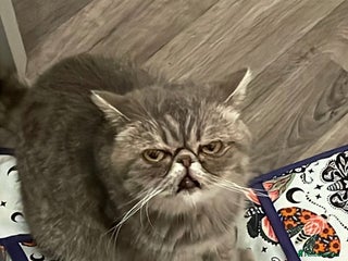 Exotic cats for sale - Advert 1