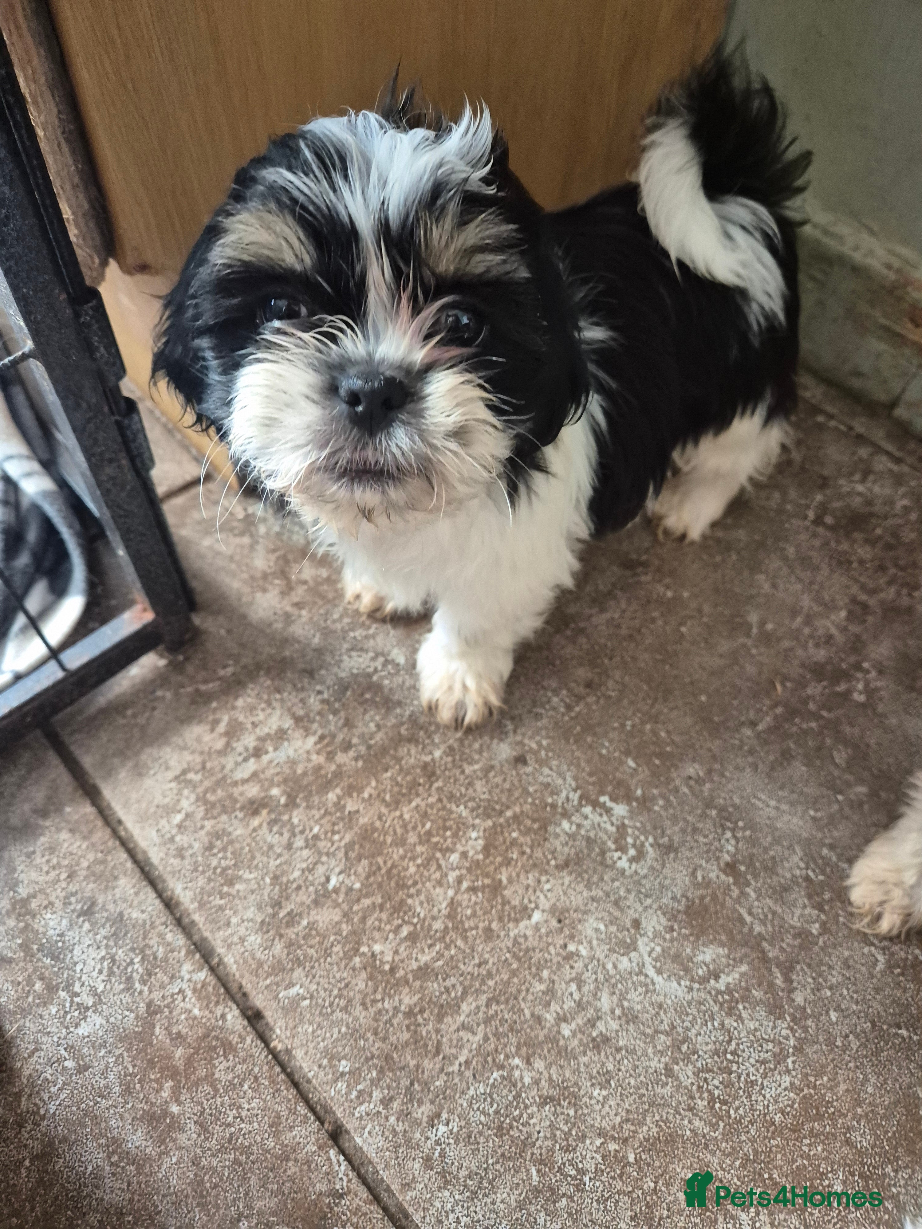 Shih Tzu dogs Most beautiful shitzu puppies  - Advert 2