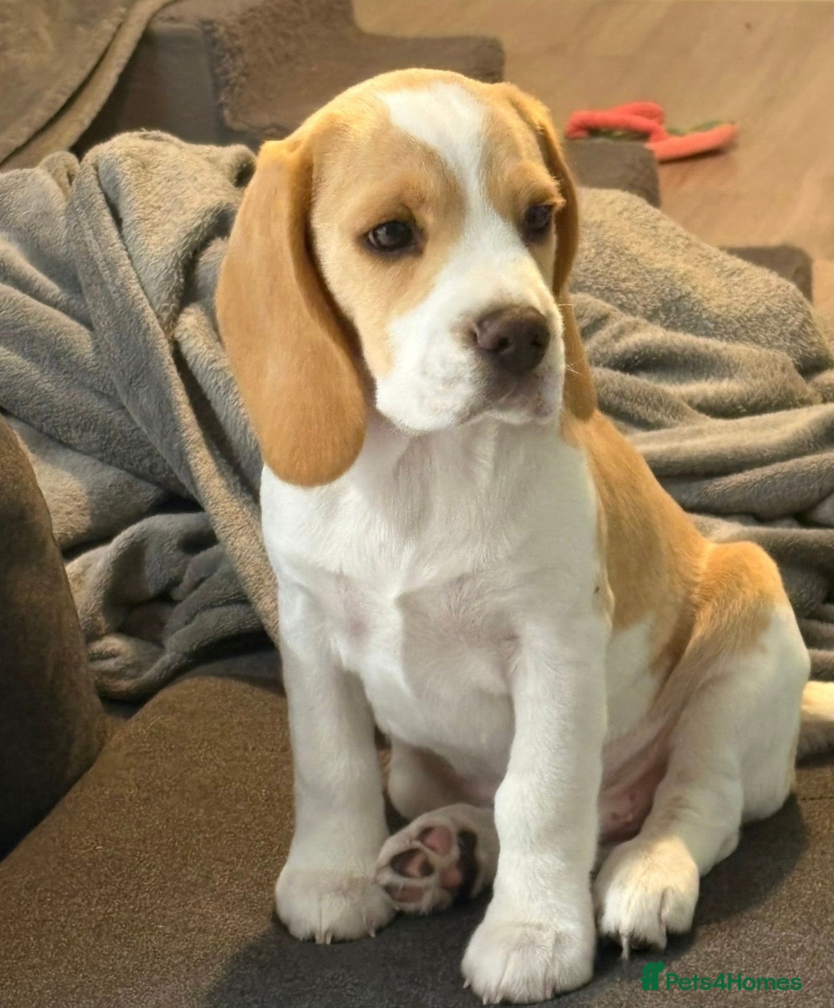 Beagle dogs Kc reg Charterwood /Davicard  Show winning    - Advert 1