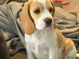Beagle dogs Kc reg Charterwood /Davicard Show winning - Advert 1