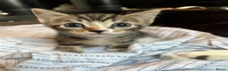 Mixed Breed cats for sale: 6 lovely kittens for adoption  - Advert 3