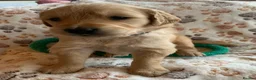 Golden Retriever dogs for sale: Golden Retriever puppies  in Saltburn-by-the-Sea - Advert 14