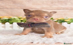 French Bulldog dogs for sale: Kc registered new shade french bulldogs - Image 16