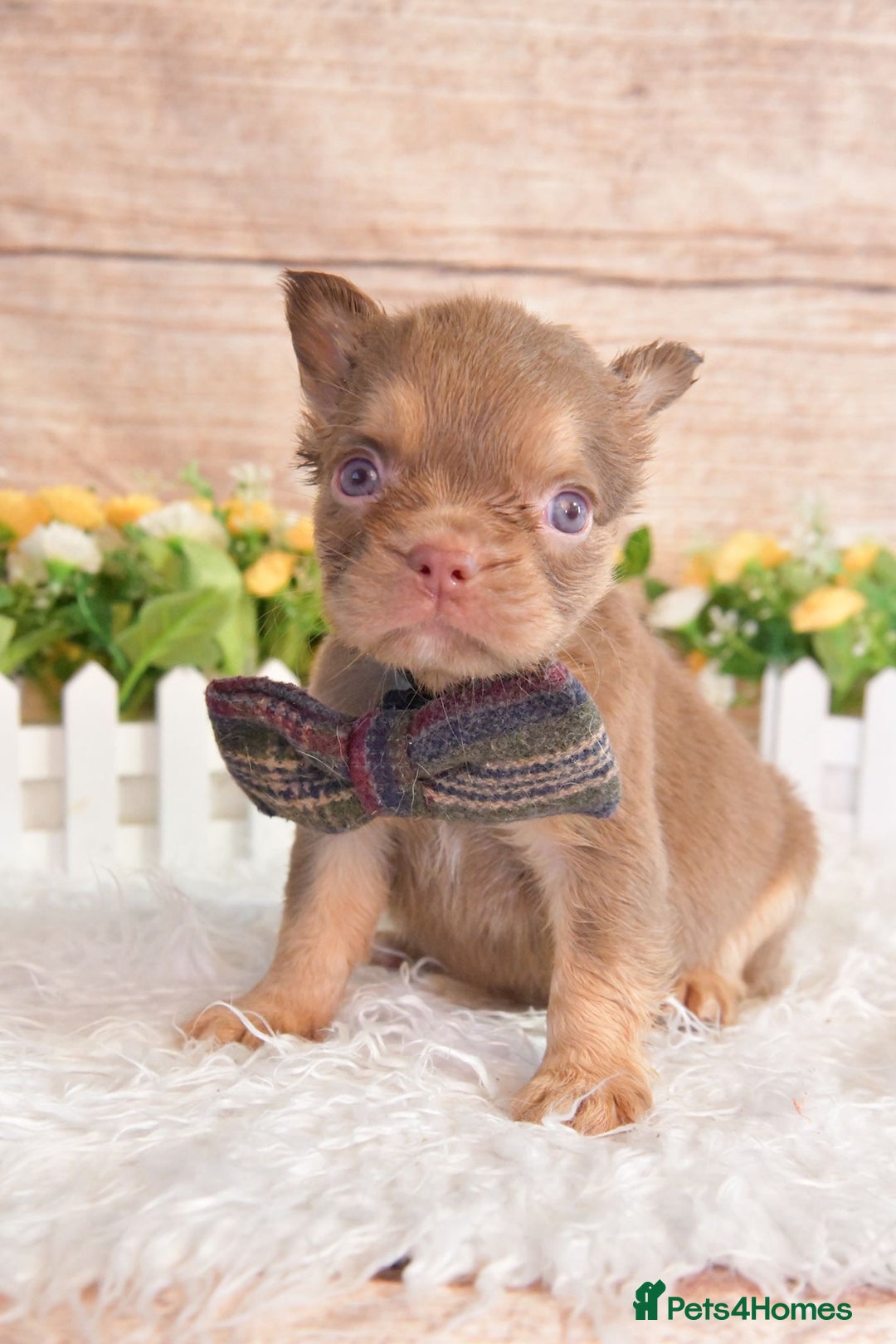 French Bulldog dogs for sale: Kc registered new shade french bulldogs - Image 16