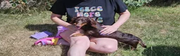 Miniature Dachshund dogs for sale: KC REGISTERED BOY AVAILABLE PET HOME ONLY - Advert 8