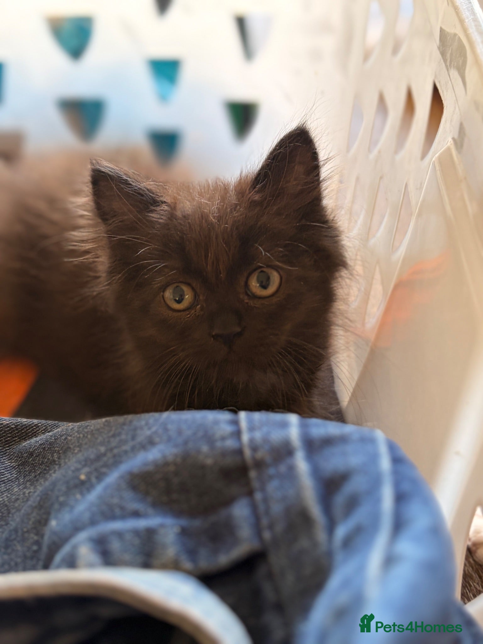 British Longhair cats Gorgeous British Long Hair X Ragdoll kittens  - Advert 1