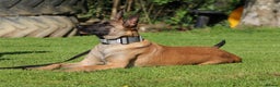 Belgian Shepherd Dog dogs for sale:  Sadie 1 Year Old Belgian Malinois, Smart & Loving - Advert 2