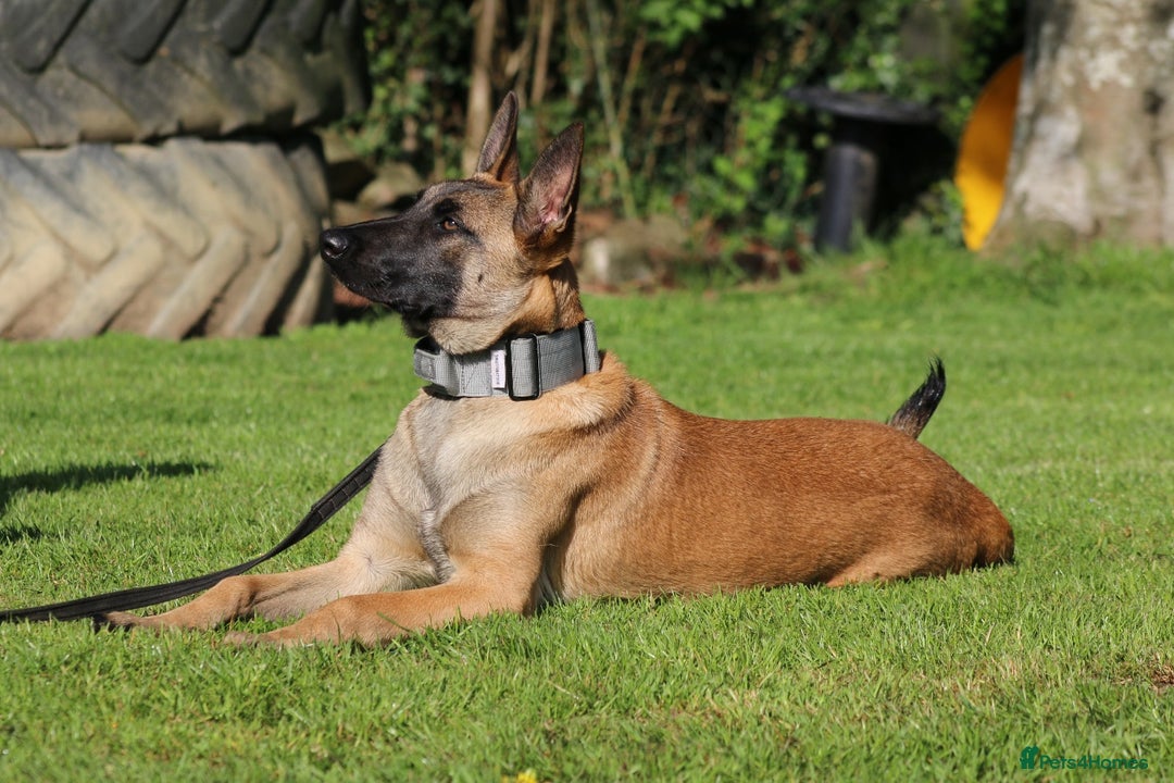 Belgian Shepherd Dog dogs for sale:  Sadie 1 Year Old Belgian Malinois, Smart & Loving - Advert 2