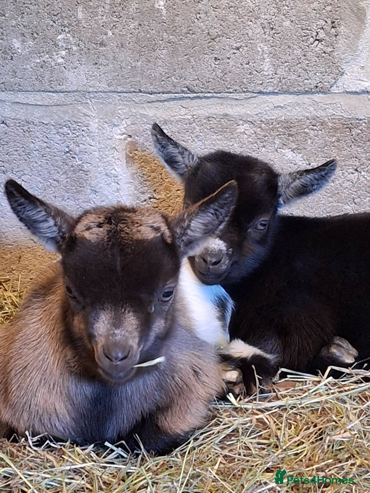 Goats livestock Gorgeous Pure Bred Pygmy Goat Female Twin Kids - Advert 3