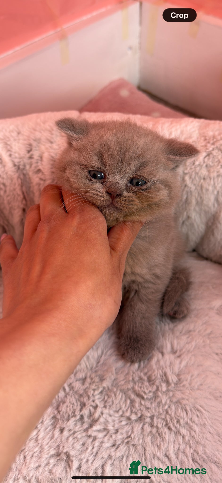 British Shorthair cats Beautiful chunky British shorthaired kittens  - Advert 12