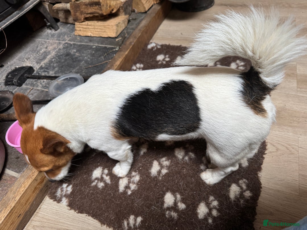 Jack Russell dogs for stud: Derek the Jack Russell looking for the ladies!  - Advert 4