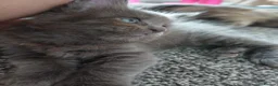 Maine Coon cats for sale: Pure breed Maine coon kittens in Liverpool - Advert 10