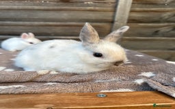 Netherland Dwarf rabbits for sale: Gorgeous Netherland dwarf bunnies  - Image 4