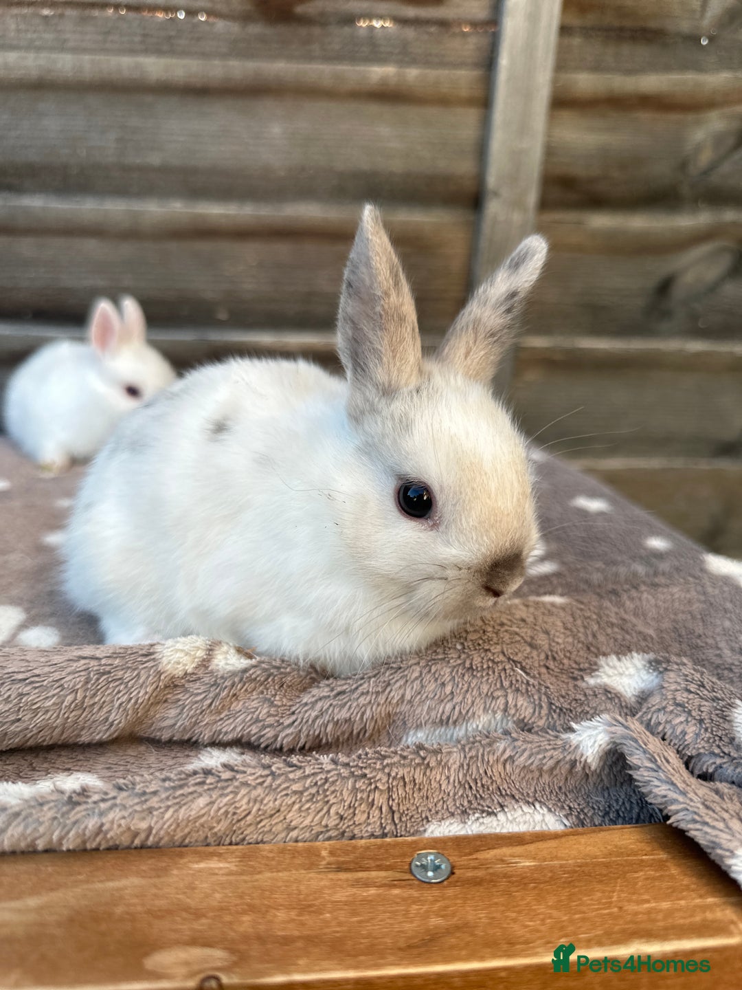 Netherland Dwarf rabbits for sale: Gorgeous Netherland dwarf bunnies  - Image 4