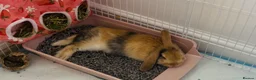 Mini Lop rabbits for sale: Beautiful Mini Lop, Bonded Sisters in Newcastle upon Tyne - Advert 8