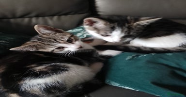 Mixed Breed cats - Advert 12