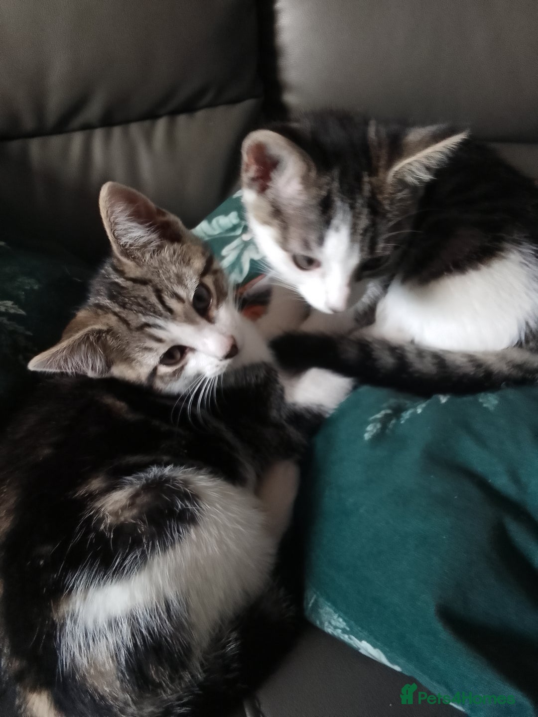 Mixed Breed cats for sale: READY TO LEAVE 4 gorgeous kittens for sale - Image 2