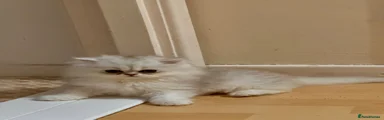 Persian 1