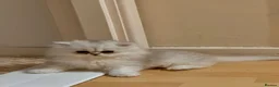 Persian cats for sale: Adorable Silver tipped Persian Boy  in Porthcawl - Advert 35