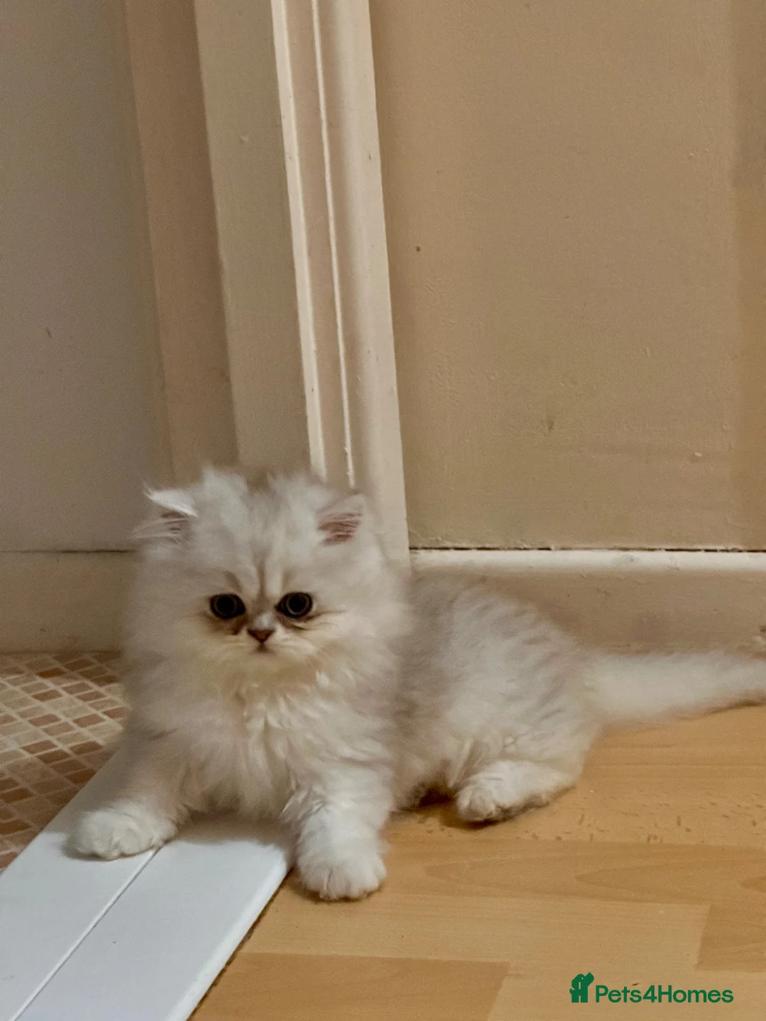Persian cats for sale: Adorable Silver tipped Persian Boy  in Porthcawl - Advert 35