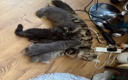 Persian cats for sale: Gorgeous Persian Cross Kittens - Image 19