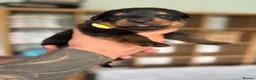 Rottweiler dogs for sale: Stunning Rottweiler Puppies  - Advert 16