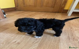 Bedlington Terrier dogs for sale: Bedlington Terrier puppies - Image 2