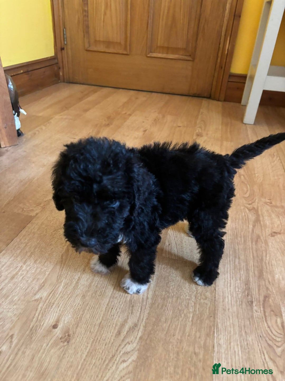 Bedlington Terrier dogs for sale: Bedlington Terrier puppies - Image 2