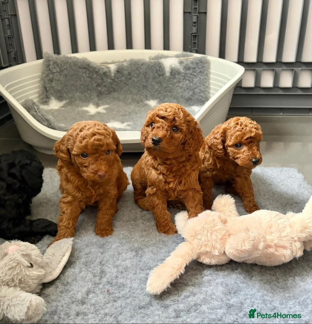 Cavapoo dogs for sale: F1 Cavapoo puppies  - Advert 8