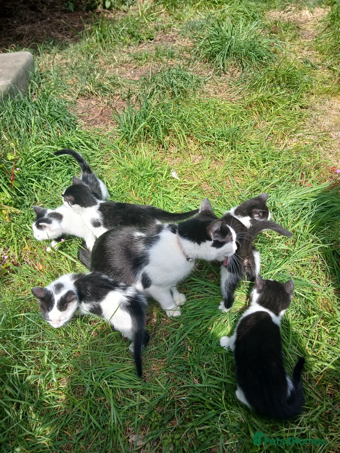 Mixed Breed cats for sale: Kittens to be rehomed in Wolverhampton - Advert 1