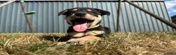 Australian Kelpie dogs for sale: Pure Bred Kelpie pups - Advert 26