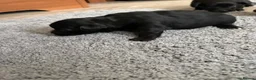 Jack Chi dogs for sale: 6 Adorable Puppies for Sale-4 Black, 2 Blac &White in Stourport-on-Severn - Advert 9