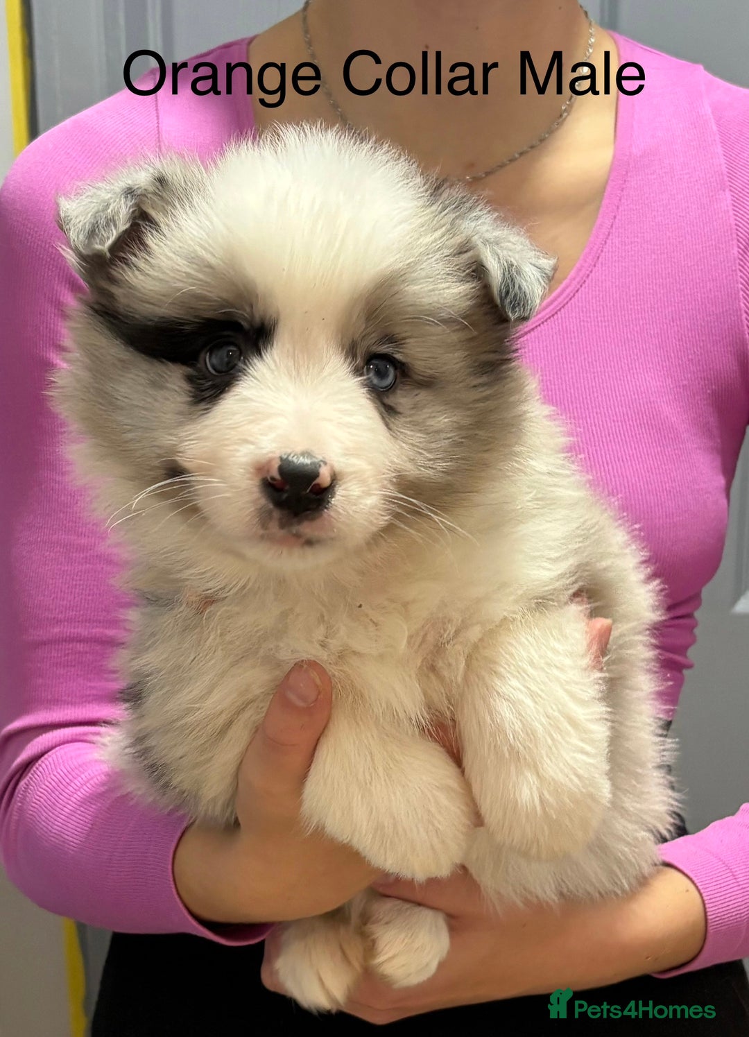 Border Collie dogs for sale: 6 Beautiful B&W & Merle Border Collie Puppies 🐶  - Image 10