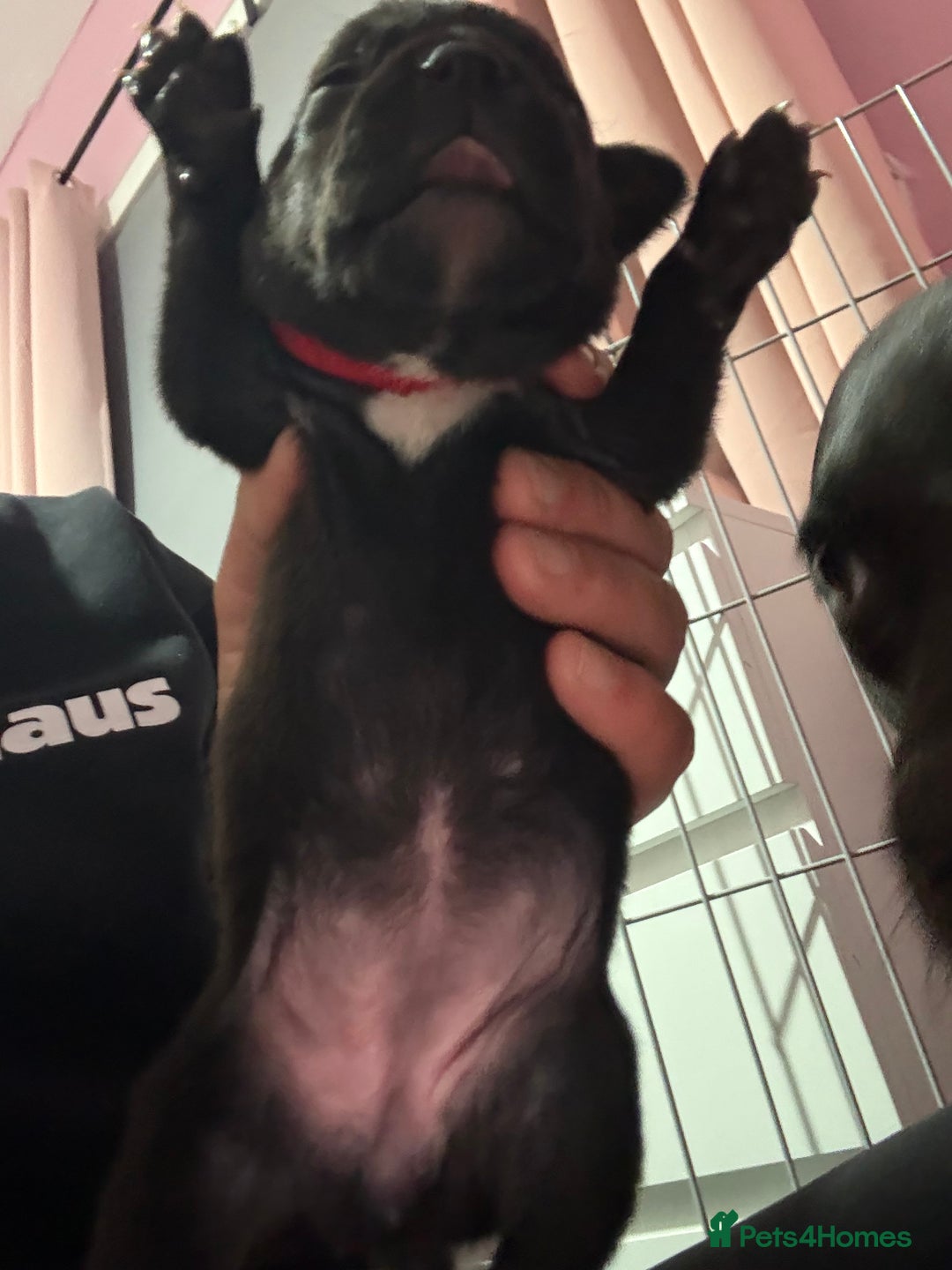 Staffordshire Bull Terrier dogs for sale: Stafford bull terrier pups - Image 14
